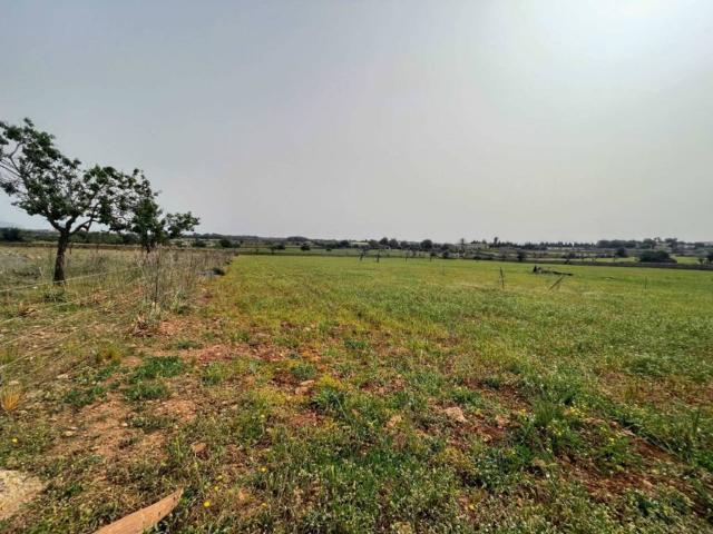 Terreno en Venta en Santa Margalida