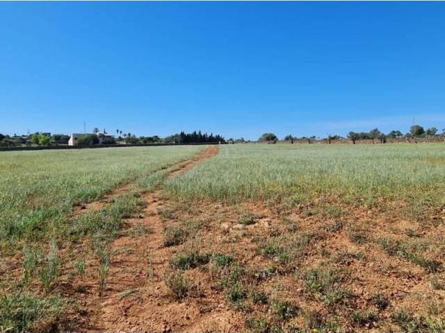 Terreno en Venta en Santa Margalida