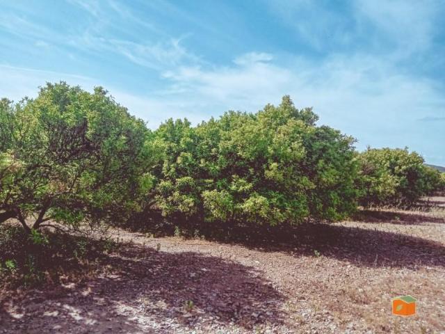 Terreno en venta en Santa Bárbara, Rústica