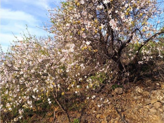 Terreno en Venta en Santiago del Teide
