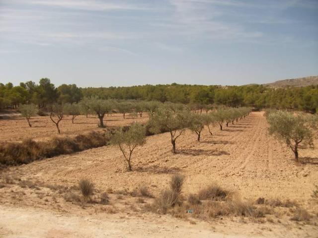 Terreno en venta en Sax, El plano