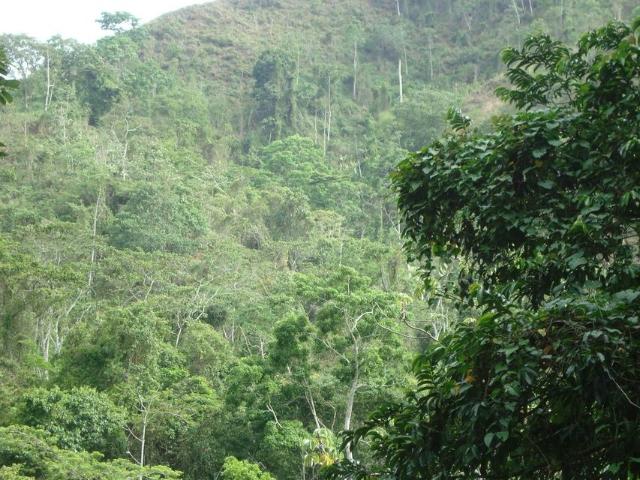 Terreno en Venta en Sector Puerto Cruz, Parroquia Carayaca