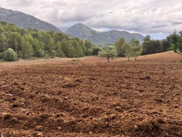 Terreno en Venta en Selva