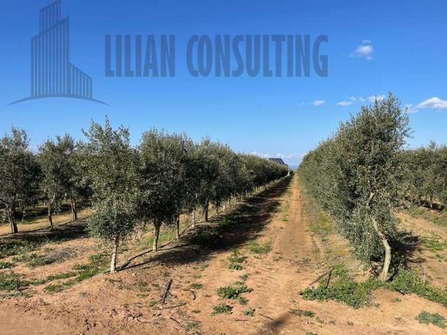 Terreno en venta en Sevilla, Carmona