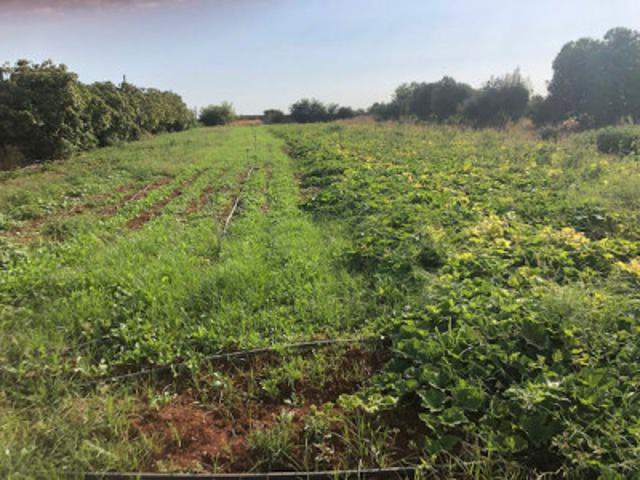 Terreno en venta en Sevilla, Otras Zonas