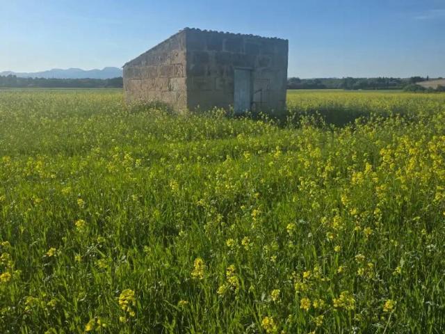 Terreno en Venta en Sineu
