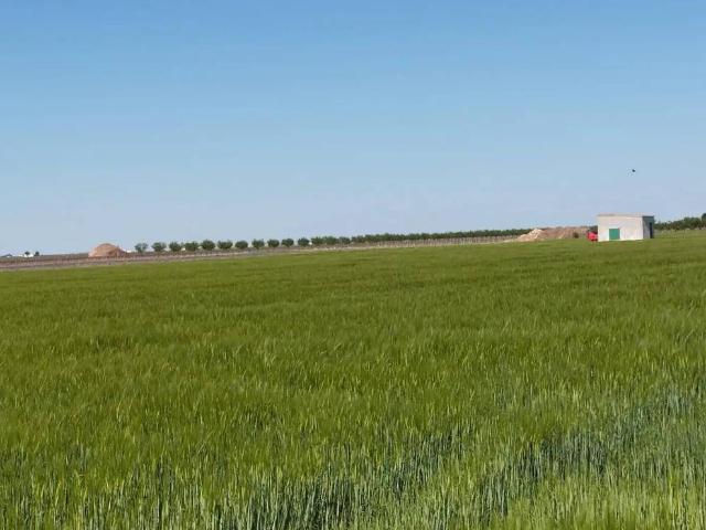 Terreno en Venta en Socuéllamos