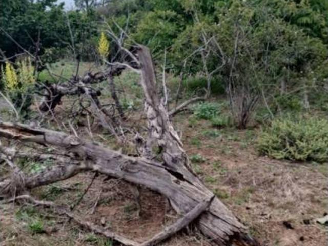 Terreno en Venta en Tudela de Duero