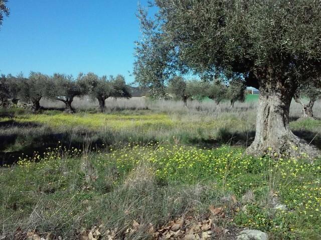 Terreno en venta en Talavera de la Reina, El Casar De Talavera