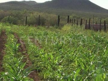 TERRENO EN VENTA EN TALAMANTES, CD DELICIAS, CHIH
