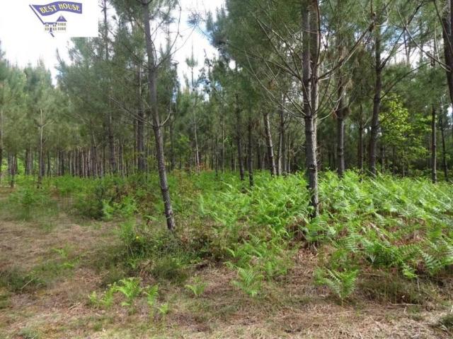 Terreno en Venta en Teo