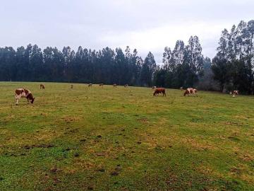 Terreno en Venta en Temuco
