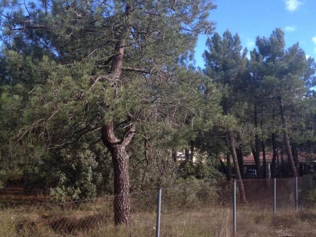 Terreno en venta en Terradillos, El Encinar
