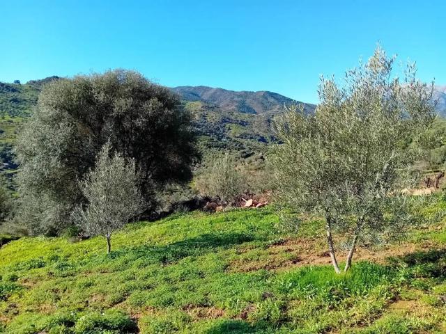 Terreno en Venta en Tolox