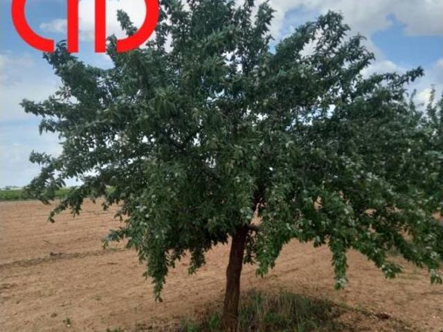 Terreno en Venta en Tomelloso