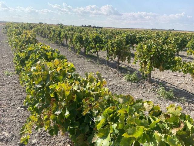 Terreno en Venta en Torralba de Calatrava