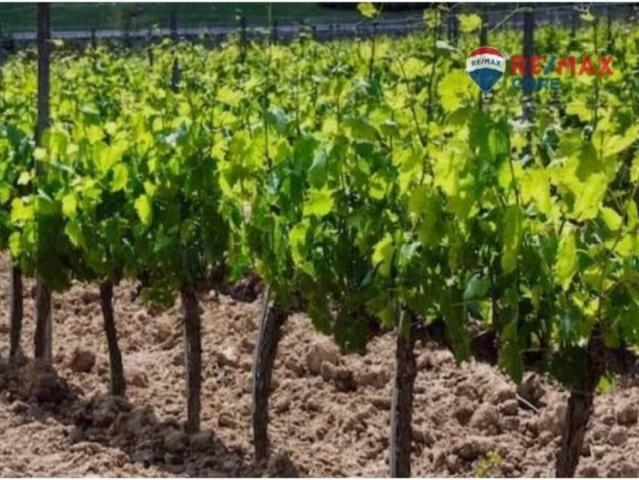 Terreno en Venta en Torre de Miguel Sesmero