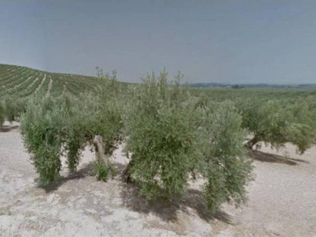 Terreno en Venta en Torredonjimeno