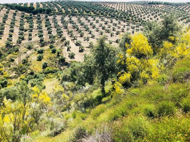 Terreno en Venta en Torredelcampo