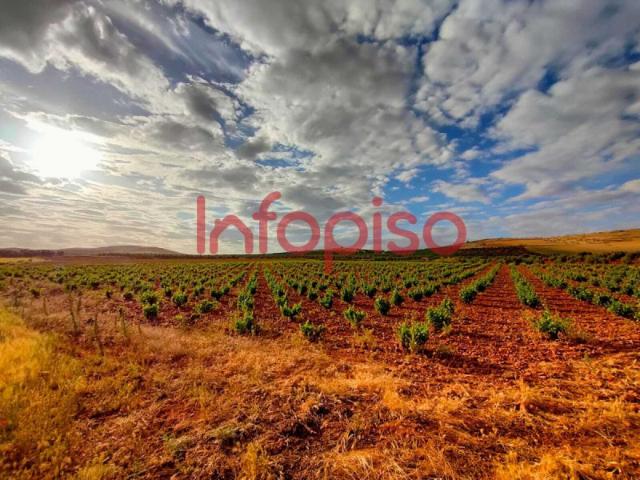Terreno en venta en Torrenueva, Torrenueva