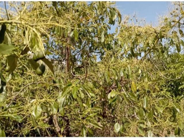 Terreno en Venta en Torrox