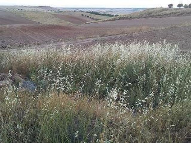 Terreno en venta en Tórtola de Henares, Tortola de henares