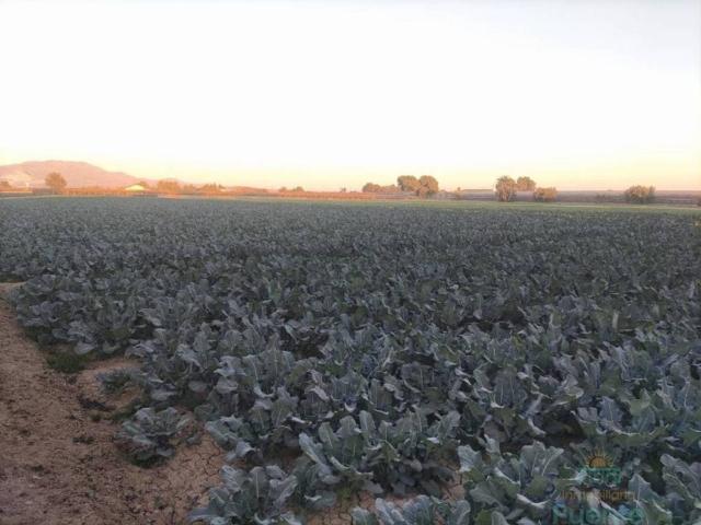 Terreno en Venta en Totana