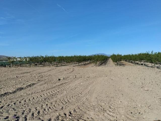 Terreno en venta en Totana, Lebor