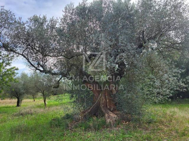 Terreno en Venta en Traiguera