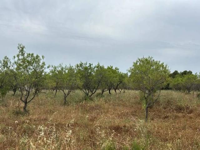 Terreno en Venta en Traiguera