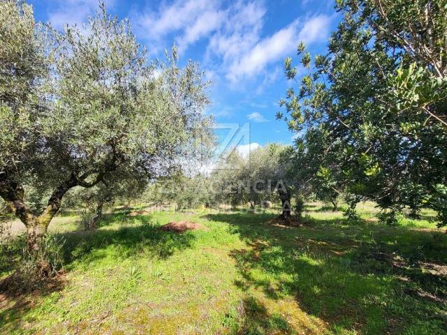 Terreno en Venta en Traiguera