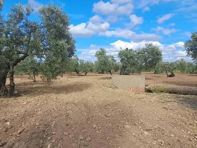 Terreno en Venta en Utrera