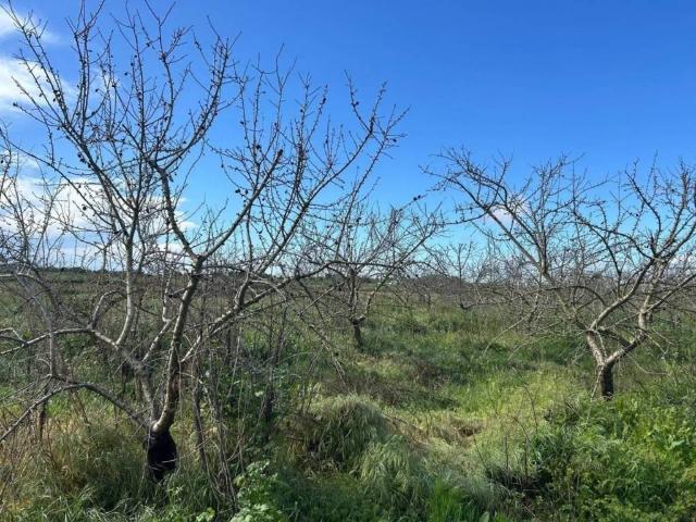 Terreno en Venta en Utrera