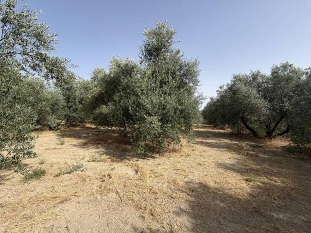 Terreno en Venta en Úbeda