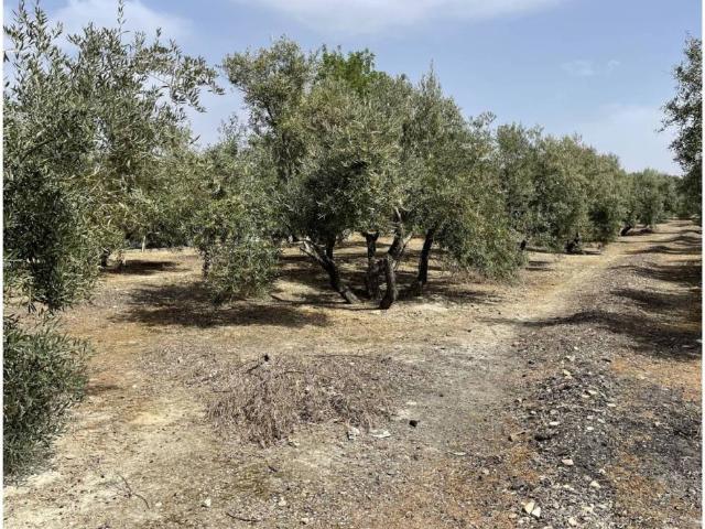 Terreno en Venta en Úbeda
