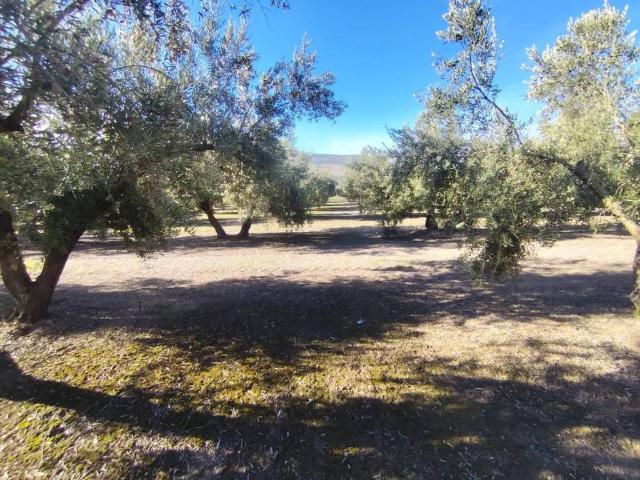 Terreno en Venta en Úbeda