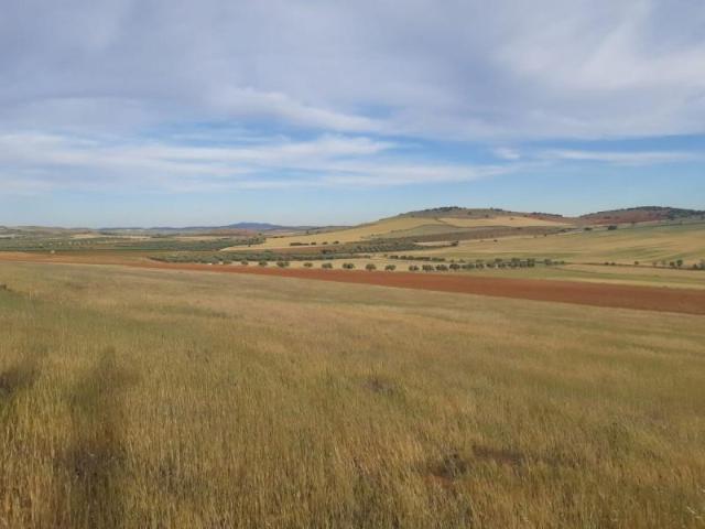 Terreno en venta en Valdepeñas, Carretera Moral