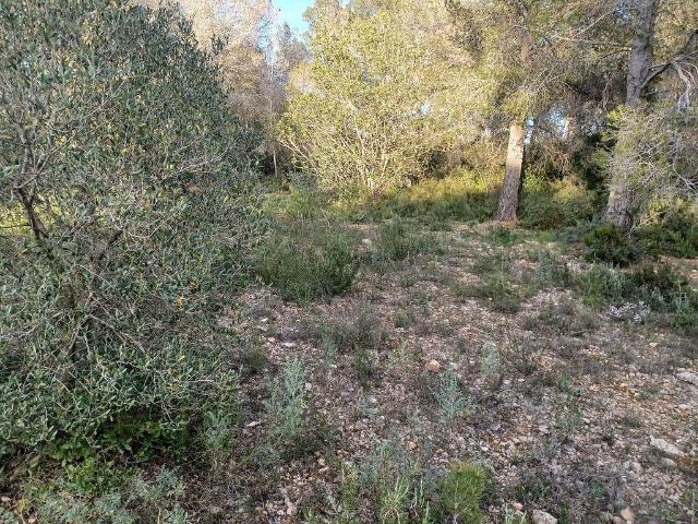 Terreno en venta en Vallmoll, de 15.000 m² por 62.500
