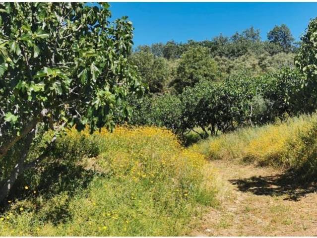 Terreno en Venta en Valverde de la Vera