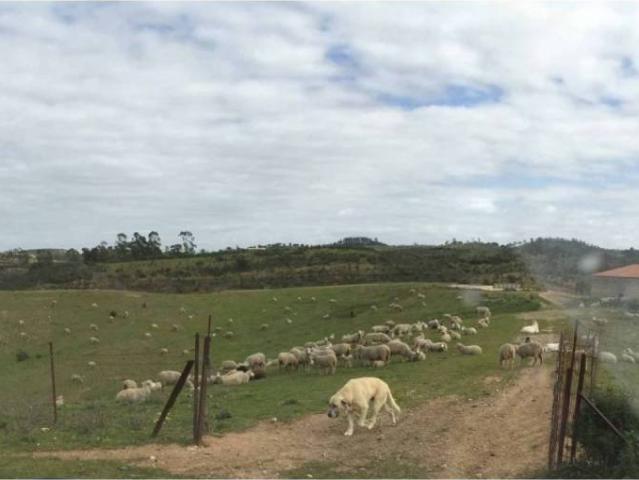 Terreno en Venta en Valverde del Camino