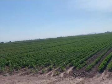 Terreno en venta en Vega Larga, San Pedro, Coahuila de Zaragoza