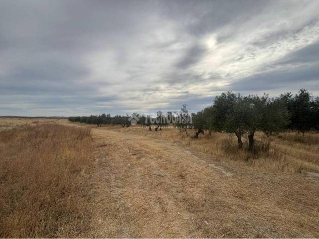 Terreno en Venta en Vegas del Genil