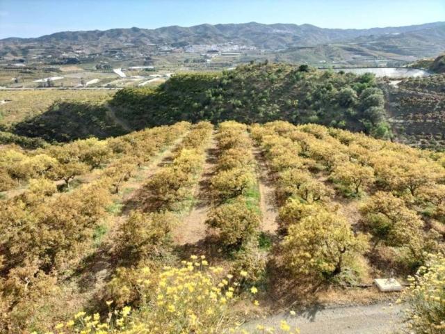 Terreno en Venta en Vélez Málaga
