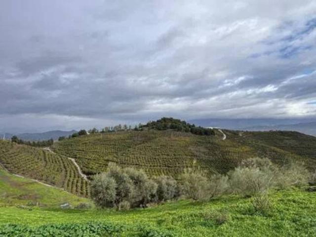 Terreno en Venta en Vélez Málaga
