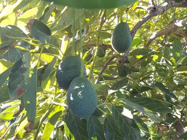 Terreno en Venta en Vélez Málaga