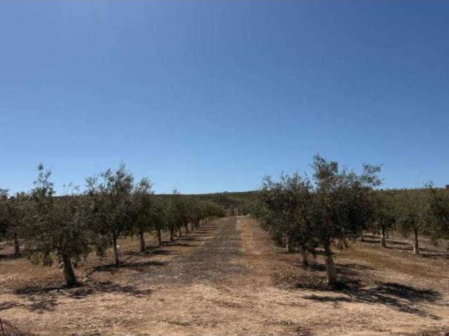 Terreno en Venta en Ventas de Huelma