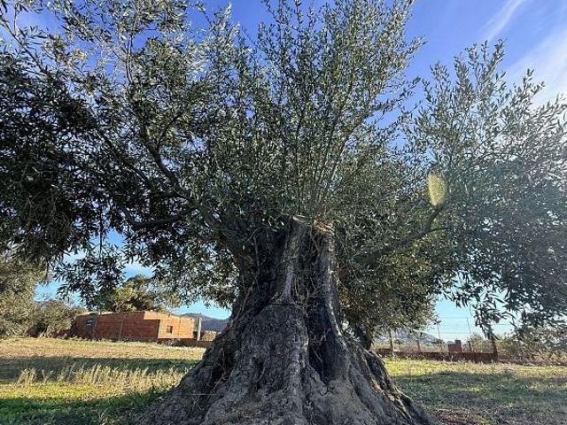 Terreno en venta en Verges, de 7.423 m² por 67.000