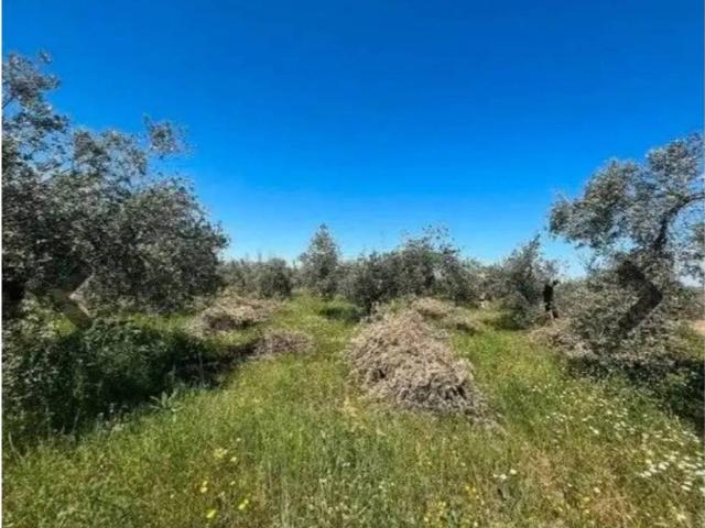 Terreno en Venta en Villa de Otura
