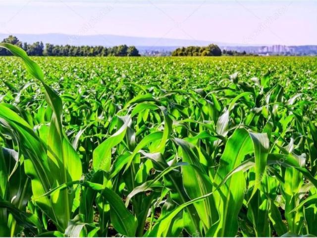 Terreno en Venta en Villaflores