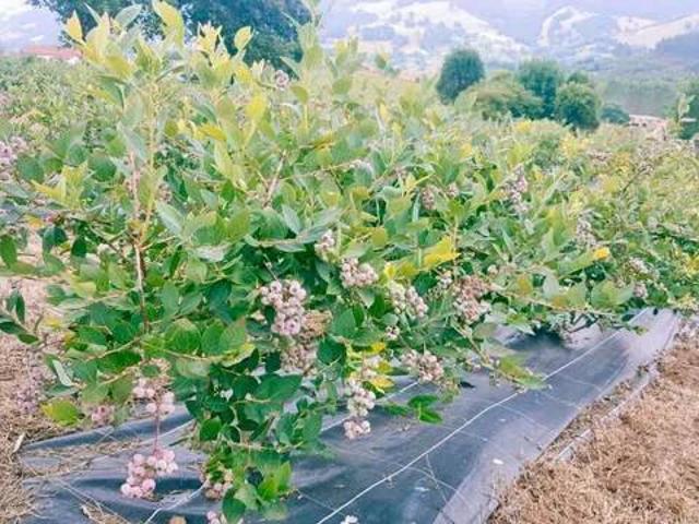 Terreno en Venta en Villafufre